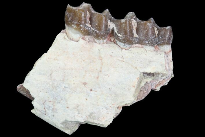 Oligocene Horse (Mesohippus) Jaw Section #101877